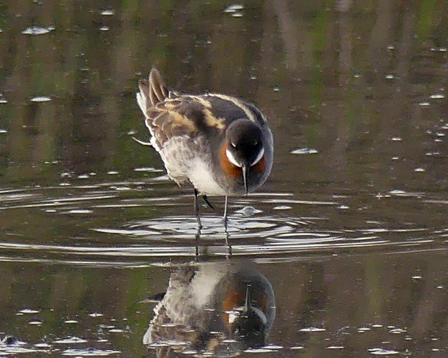 svømmesnipe - ML335699911