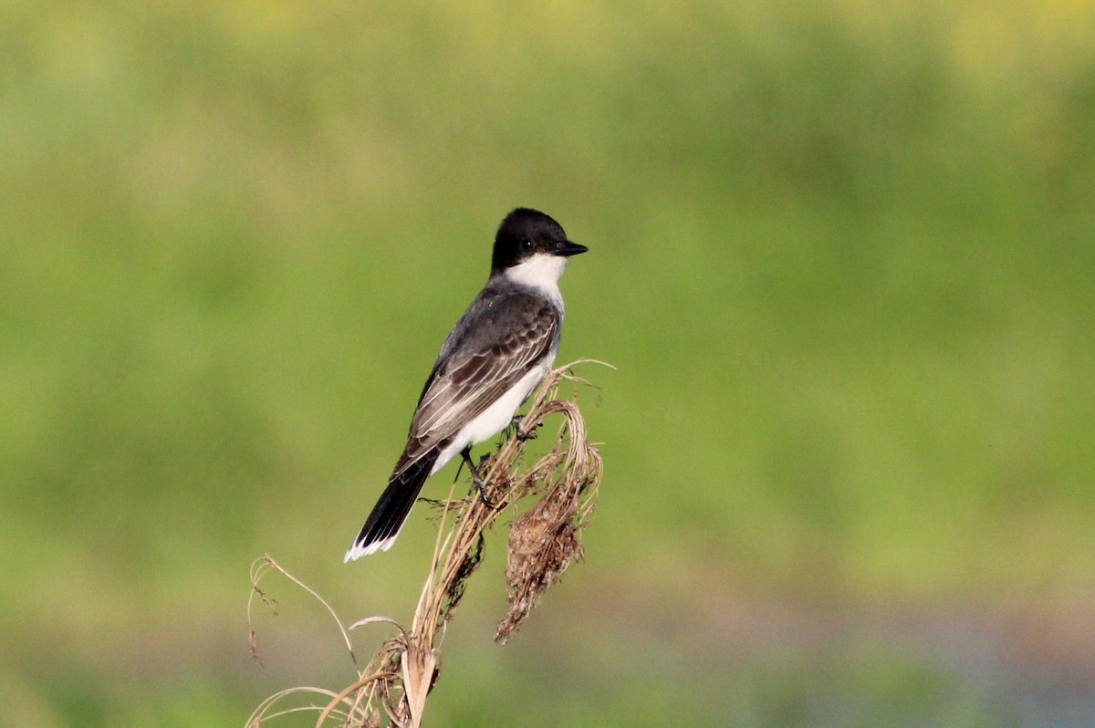 Eastern Kingbird - ML335700271