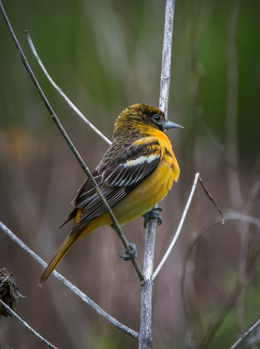 Baltimore Oriole - ML335700341