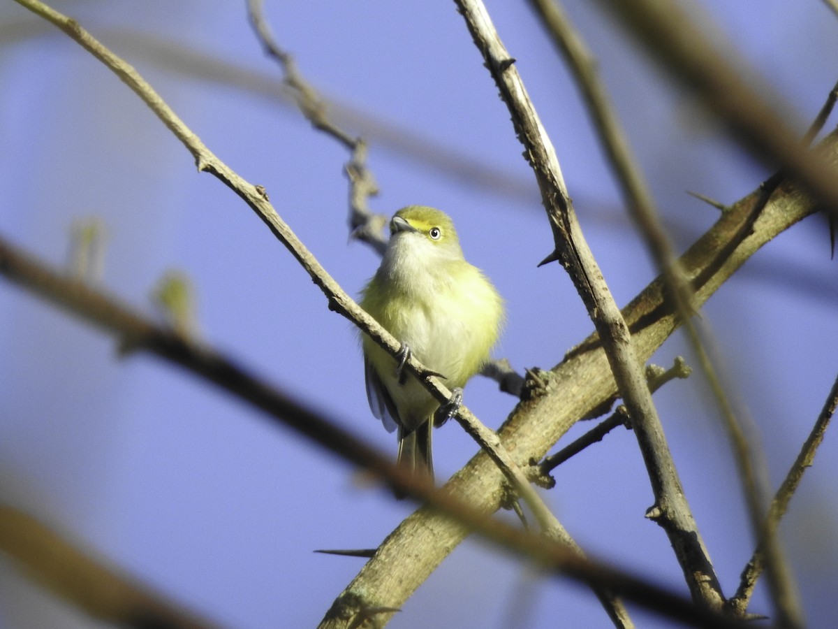 White-eyed Vireo - ML335700371