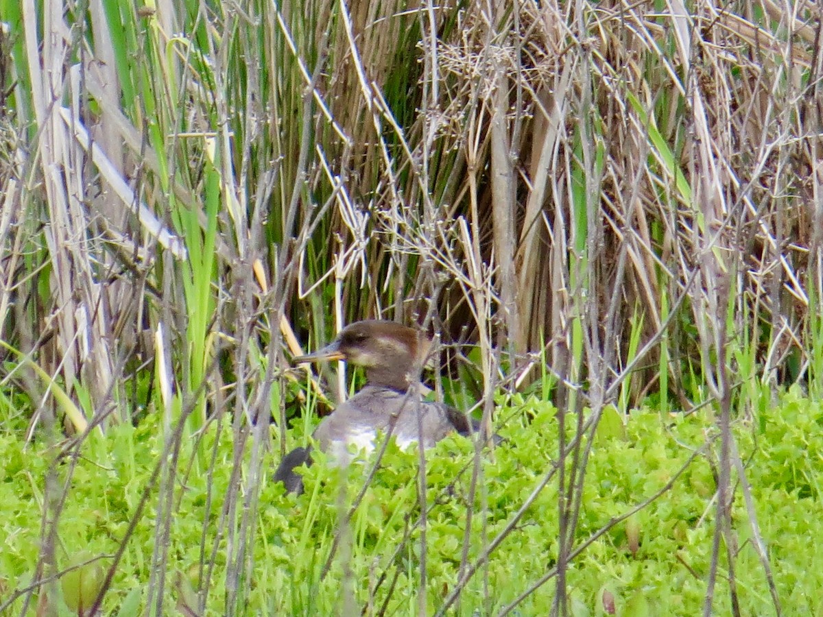 Hooded Merganser - ML335701081
