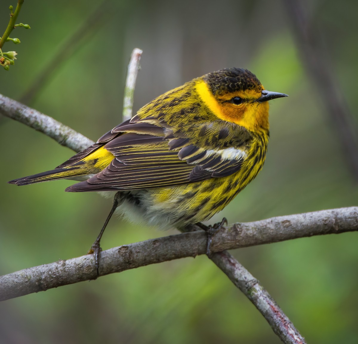 Cape May Warbler - ML335702491