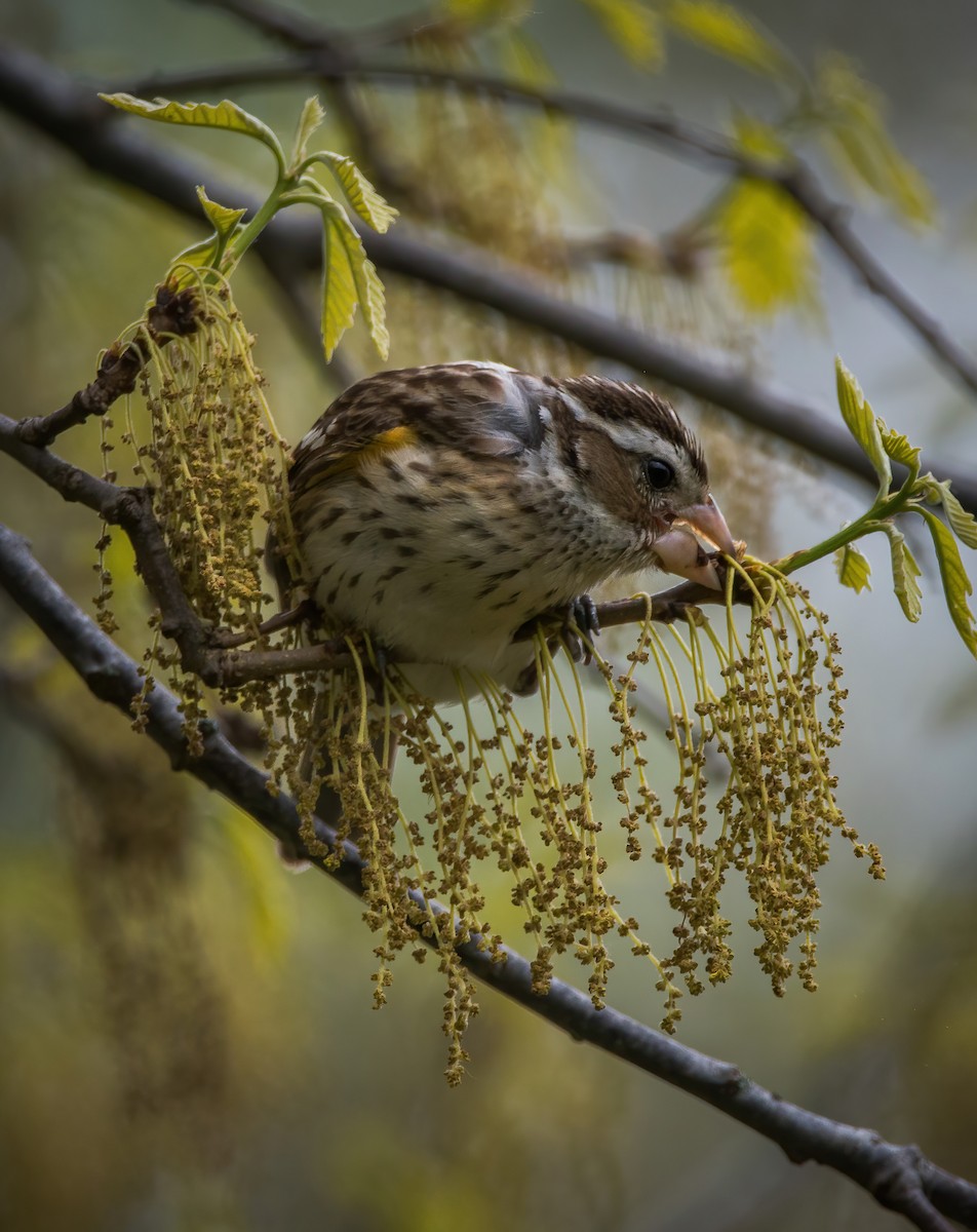 Rose-breasted Grosbeak - ML335702851