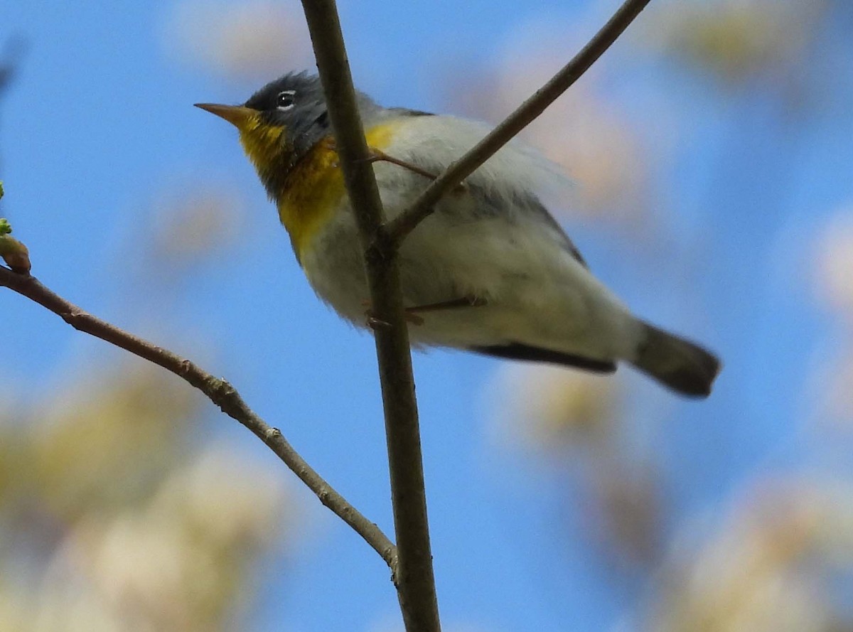 Northern Parula - ML335703711