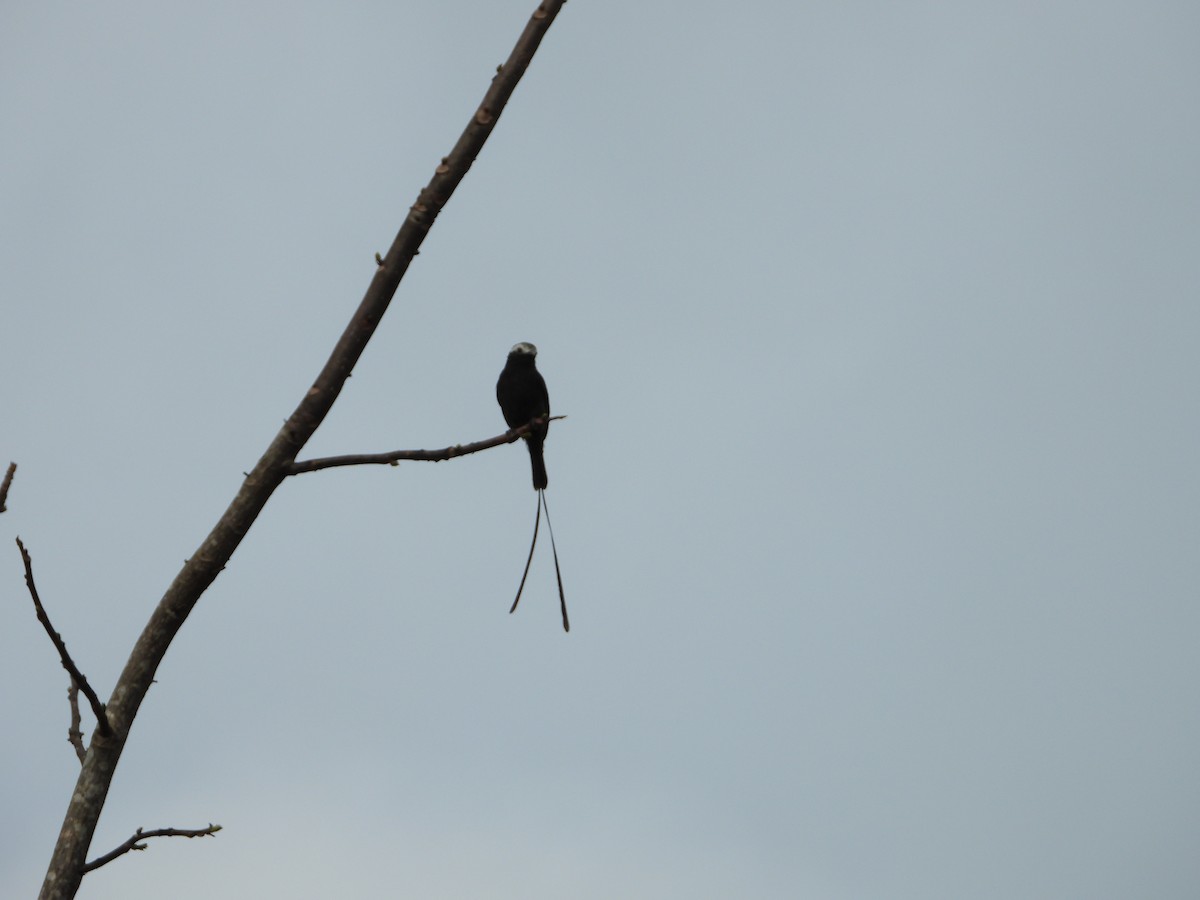 Long-tailed Tyrant - ML335707921