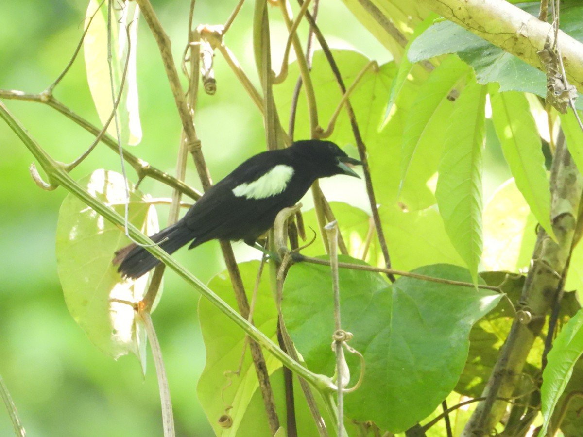White-shouldered Tanager - ML335708601
