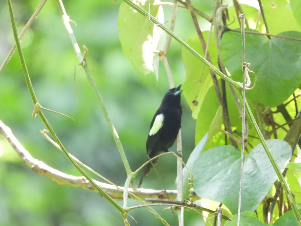 White-shouldered Tanager - ML335708621