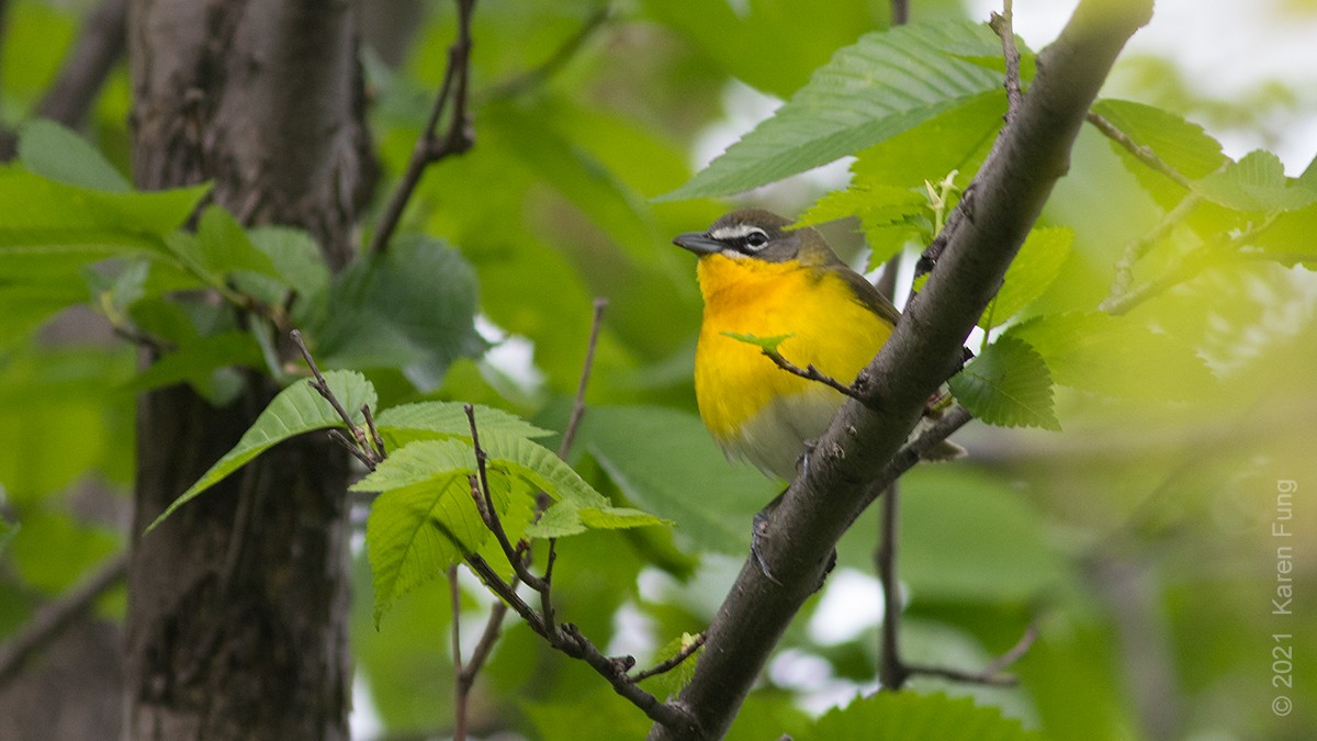 Yellow-breasted Chat - ML335708671