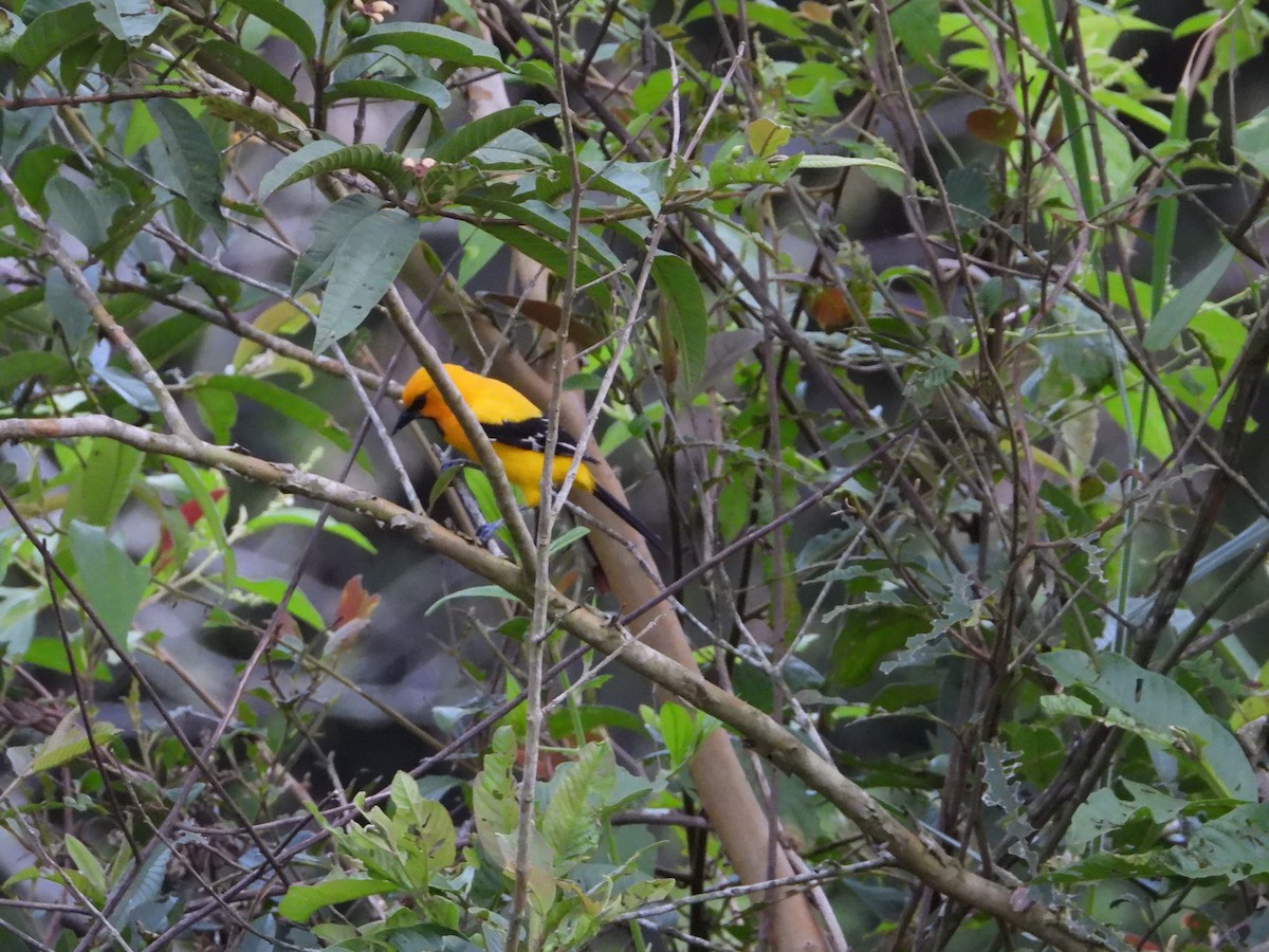 Yellow Oriole - ML335708881