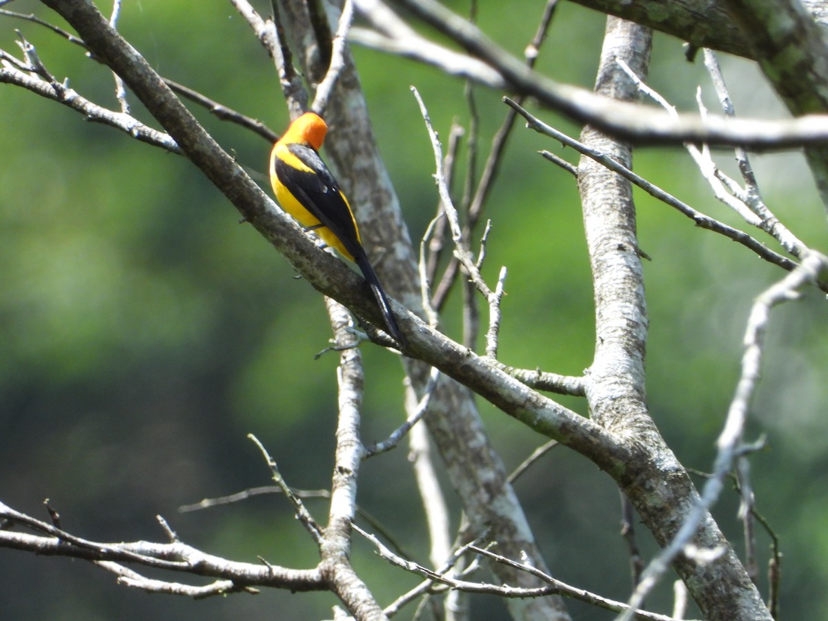 Yellow-tailed Oriole - ML335709281