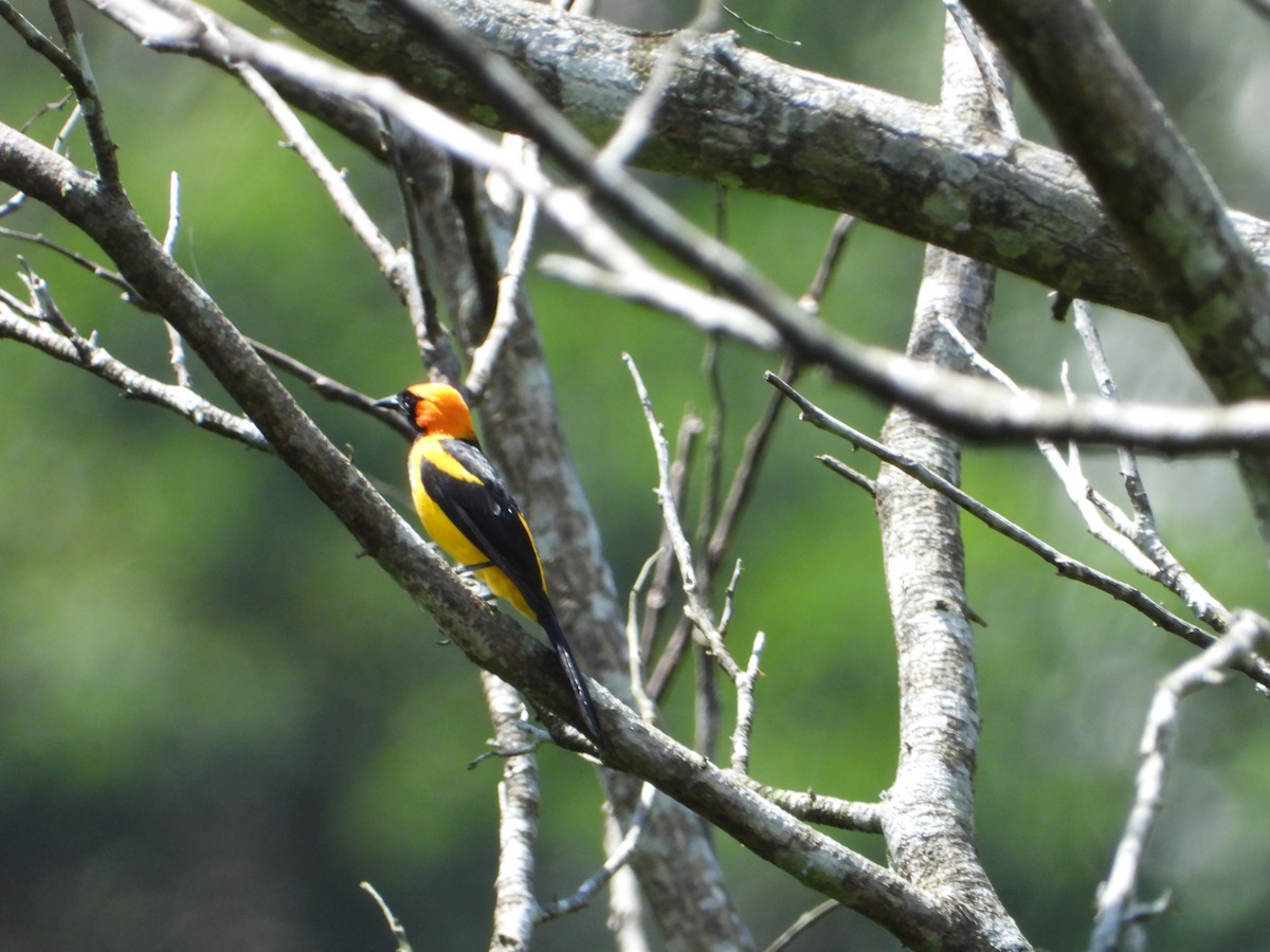 Yellow-tailed Oriole - ML335709361