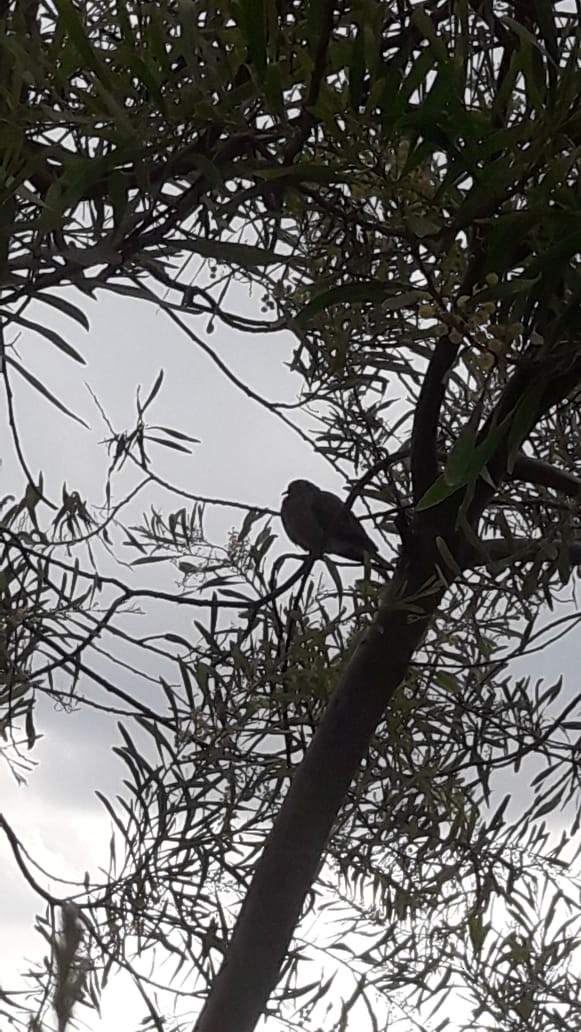 Rock Pigeon (Feral Pigeon) - ML335709561