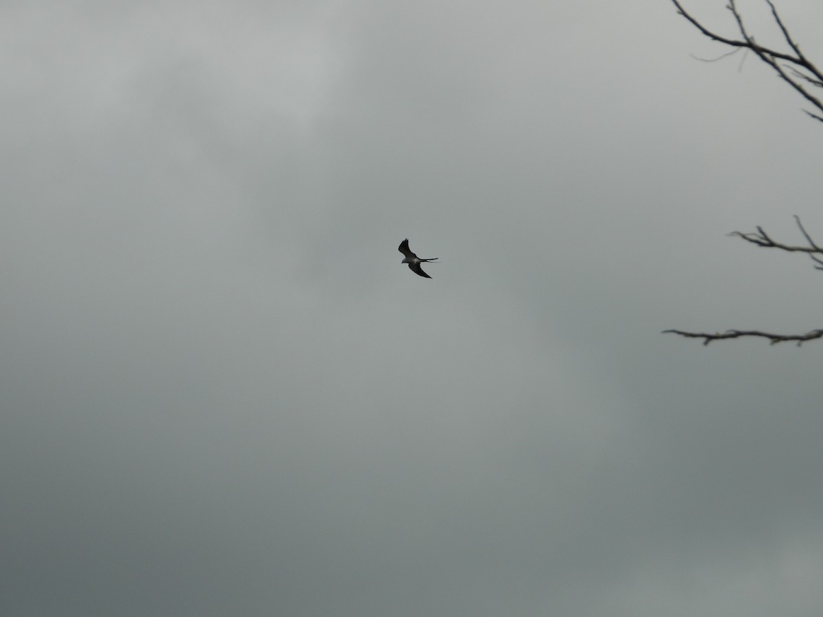 Swallow-tailed Kite - ML335710271