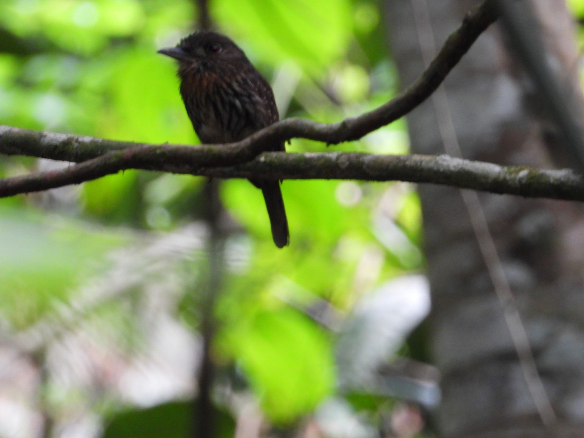 White-whiskered Puffbird - ML335710861