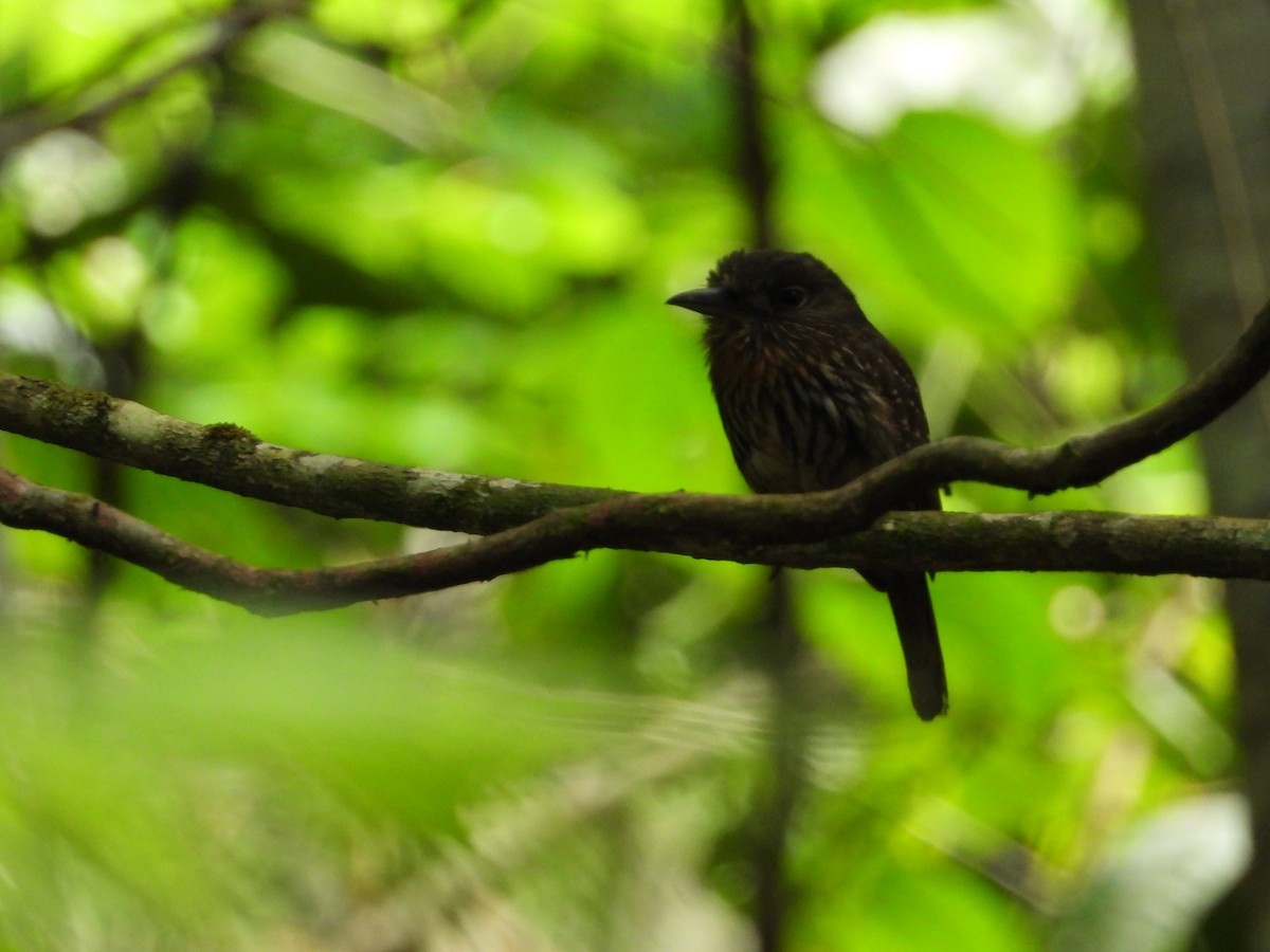 White-whiskered Puffbird - ML335710911