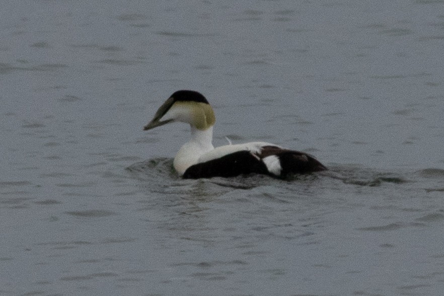 Common Eider - ML335711791