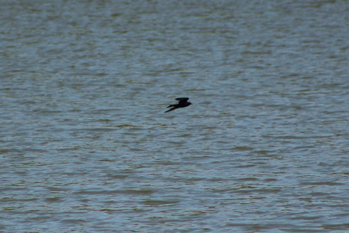 Purple Martin - ML335712501