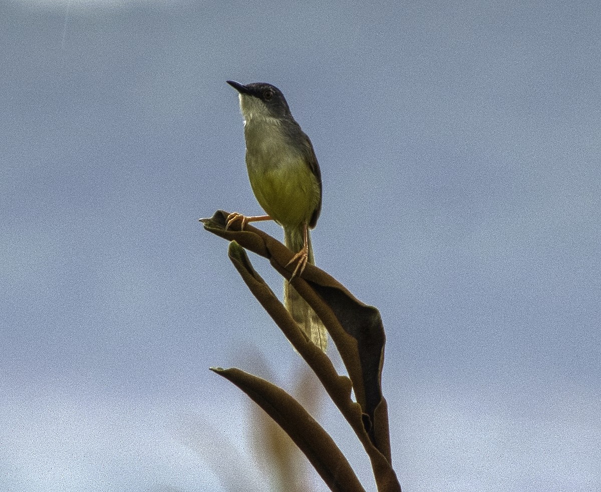 Yellow-bellied Prinia - ML335713161