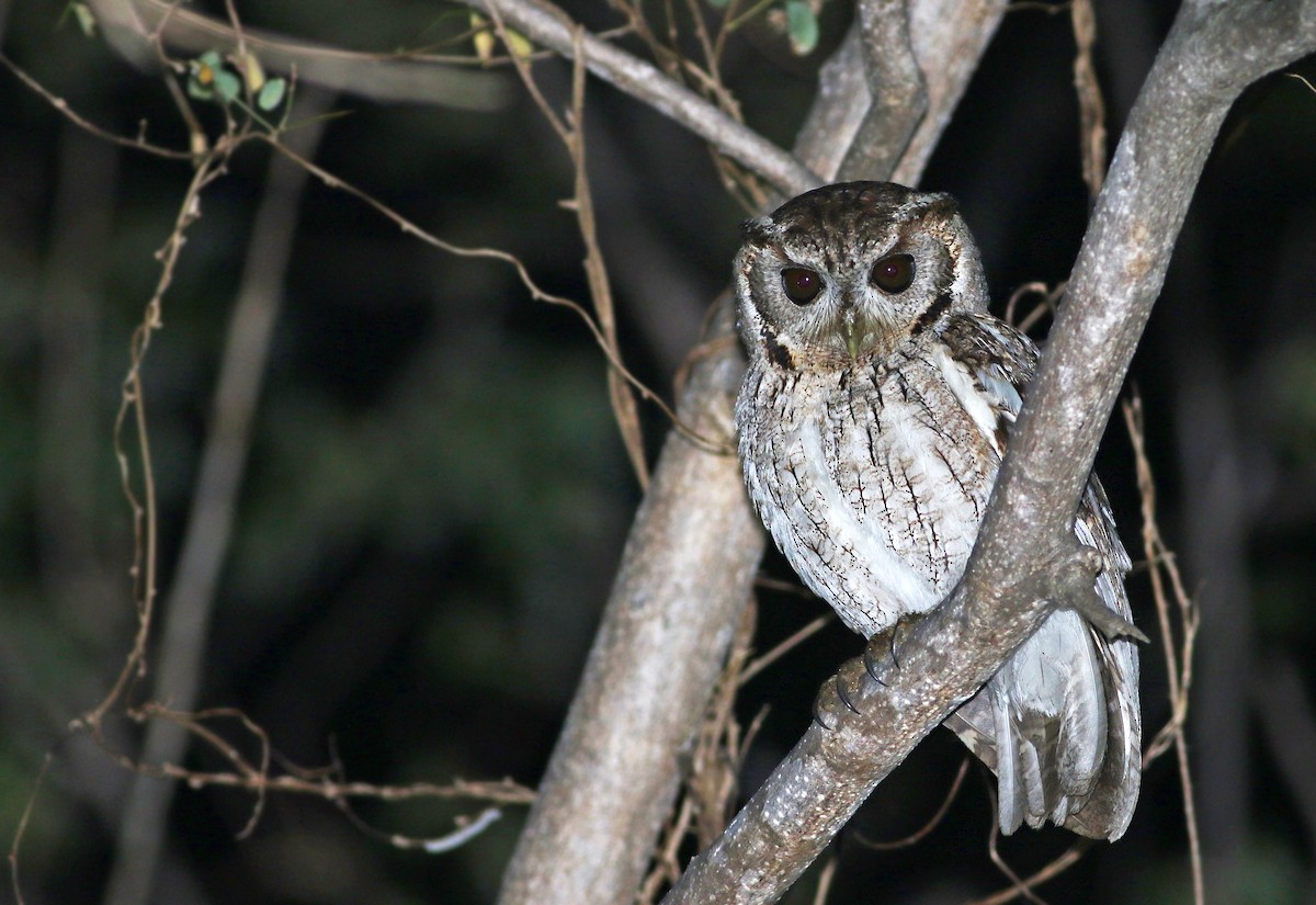 Balsas Screech-Owl - Andrew Spencer