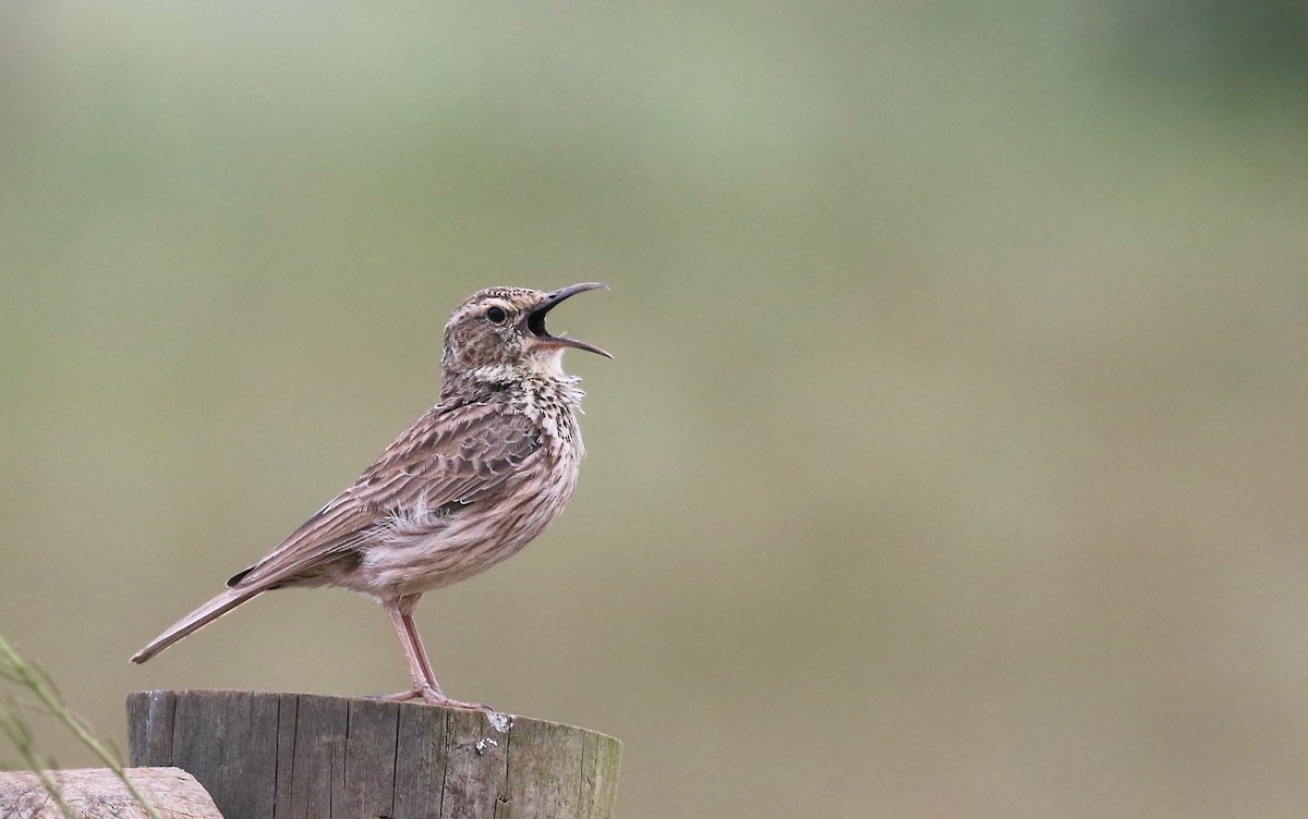 Cape Long-billed Lark (Agulhas) - Andrew Spencer
