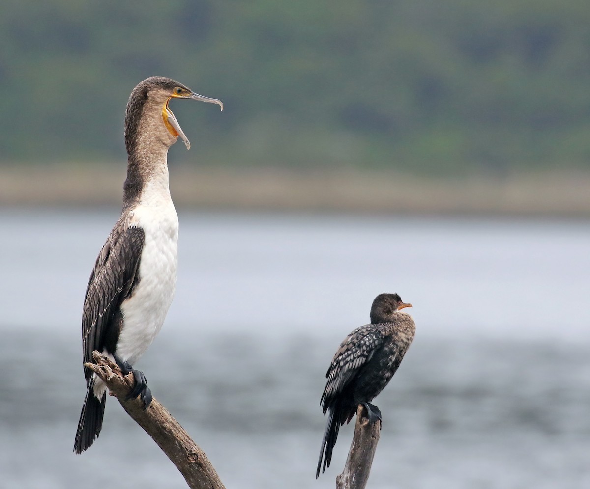 Great Cormorant (White-breasted) - ML33571411