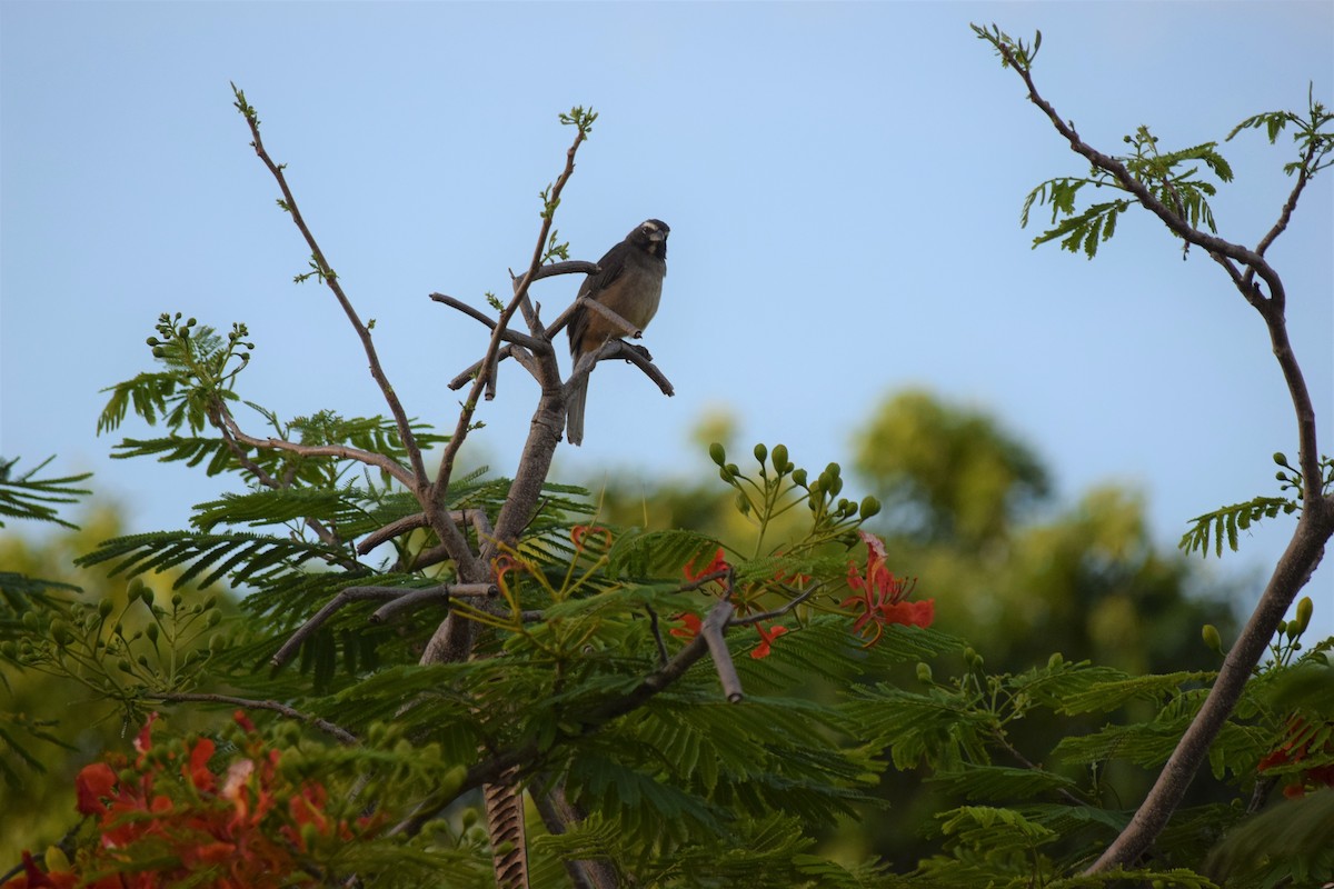 Cinnamon-bellied Saltator - ML335714121