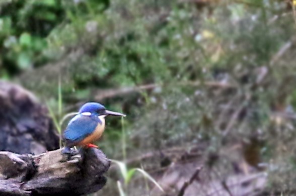 Half-collared Kingfisher - ML33571461