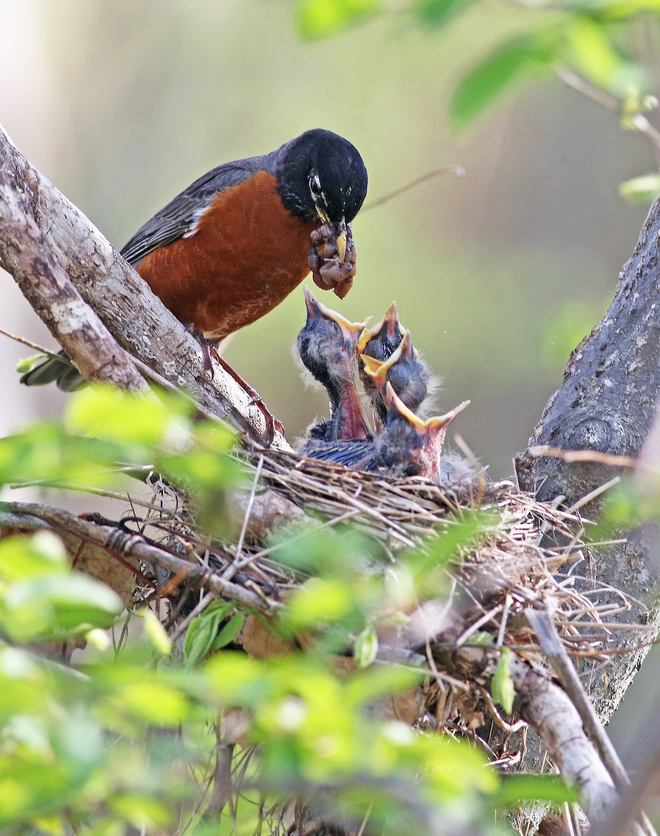 American Robin - Andrew Spencer