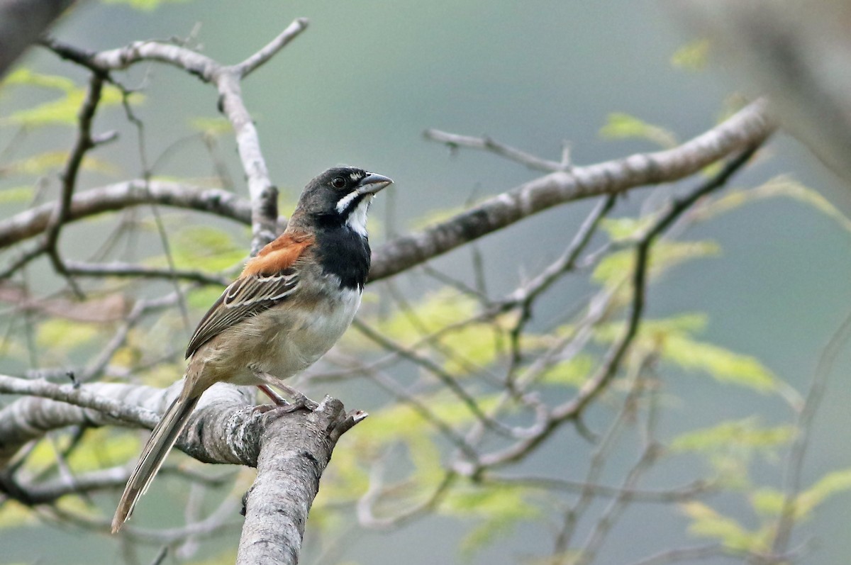 Black-chested Sparrow - Andrew Spencer