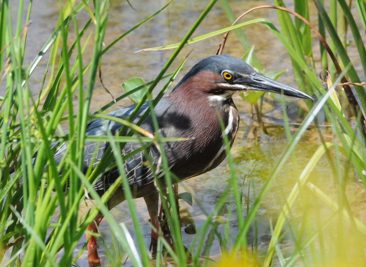 Green Heron - ML335716781