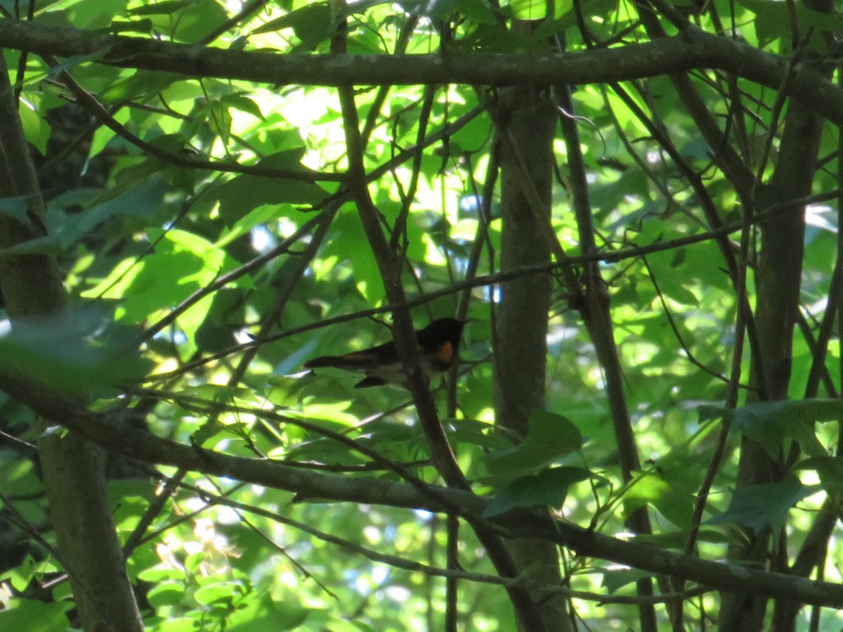 American Redstart - ML335716921