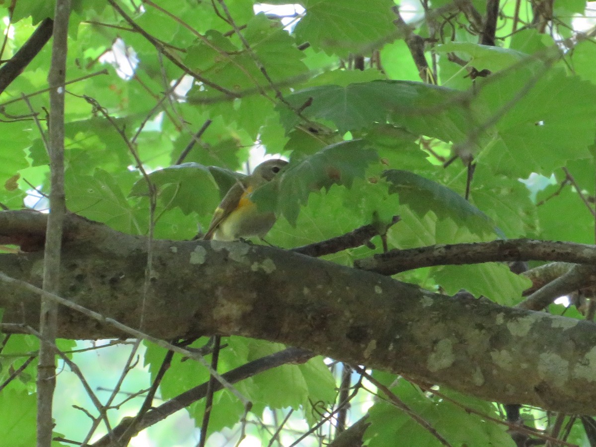 American Redstart - ML335716931