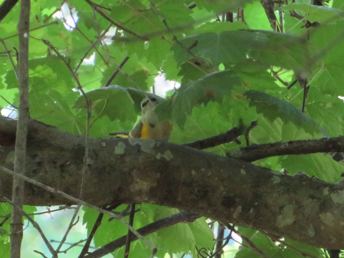 American Redstart - ML335716941