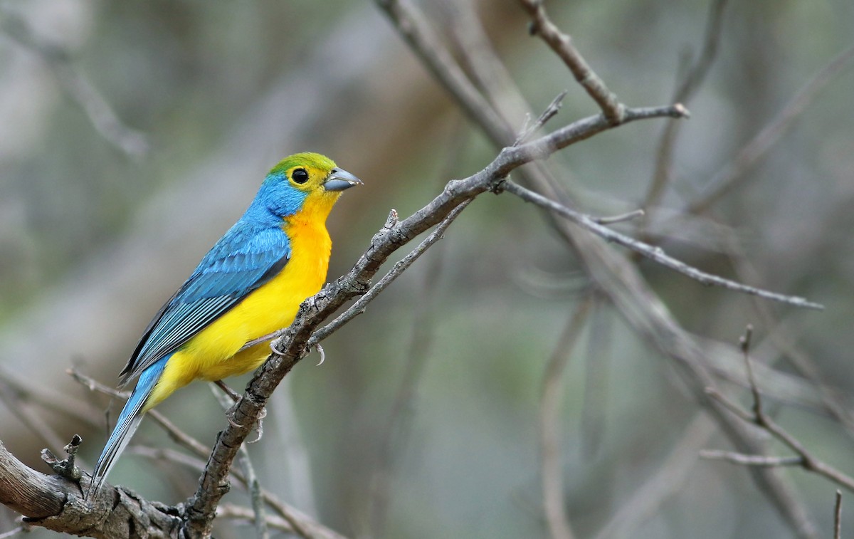 Orange-breasted Bunting - Andrew Spencer