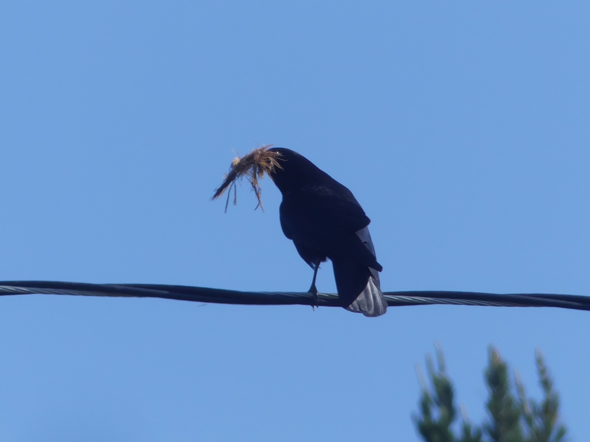American Crow - ML335717151