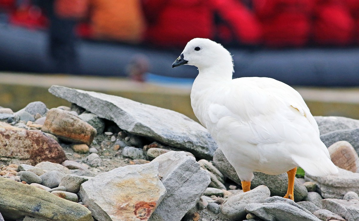 Kelp Goose - ML33571891