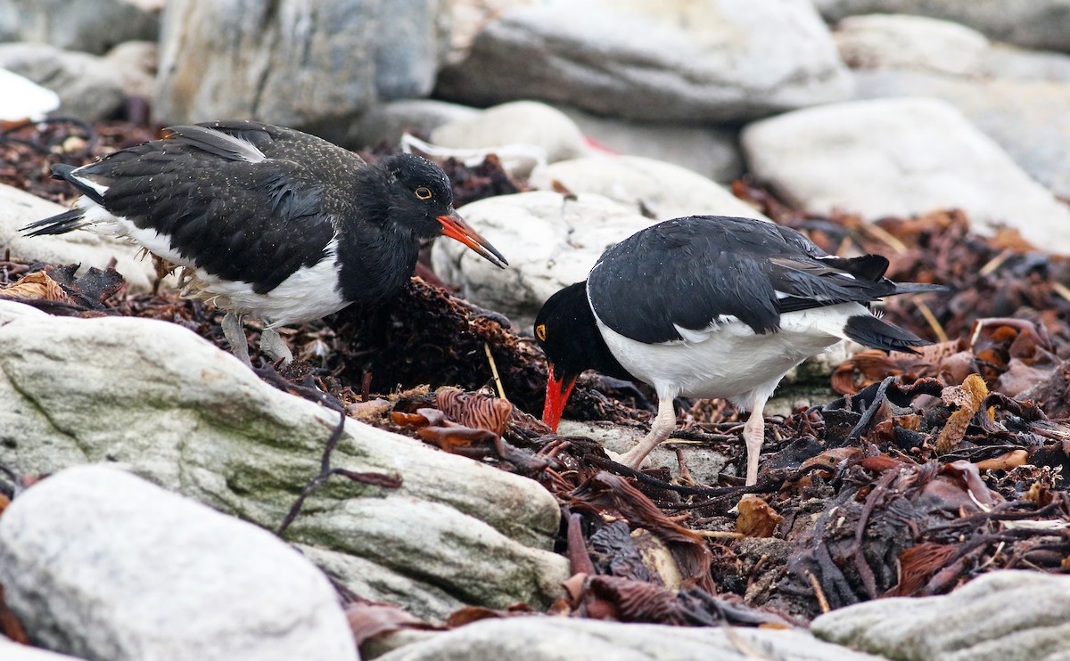 Magellanic Oystercatcher - ML33571951