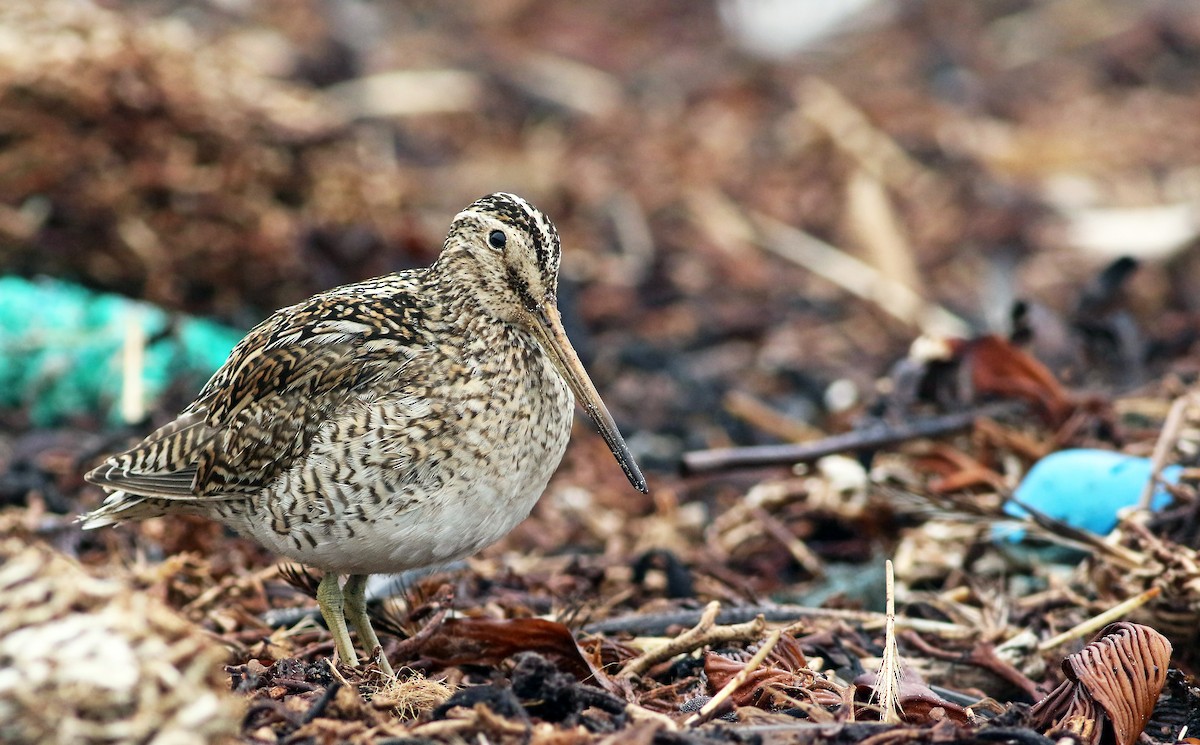 Magellanic Snipe - Andrew Spencer