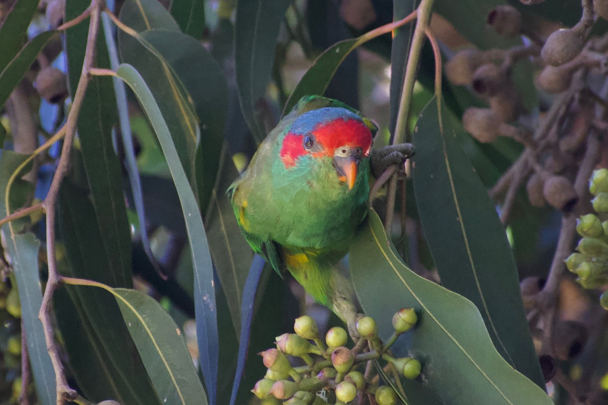 Musk Lorikeet - ML335722391