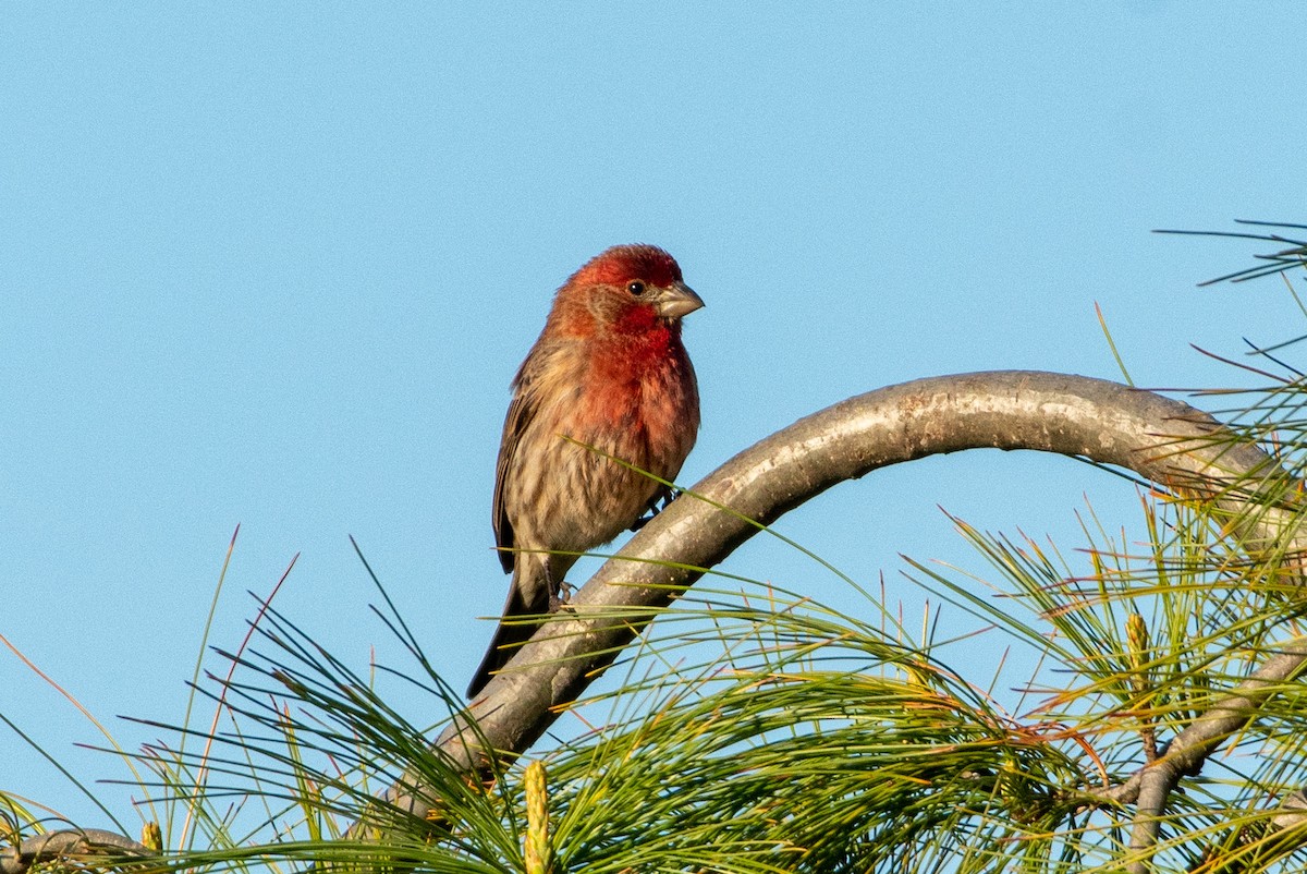 House Finch - ML335723281