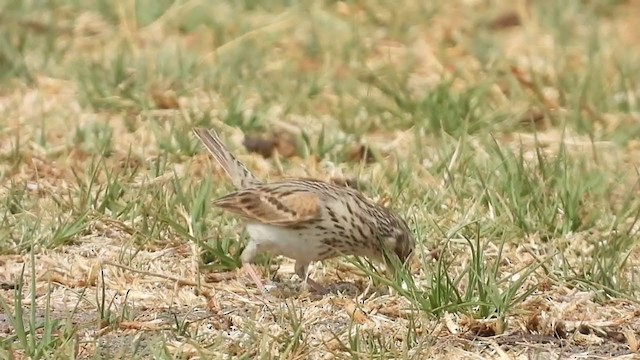 Vesper Sparrow - ML335723381
