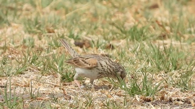 Вечерняя овсянка - ML335723381