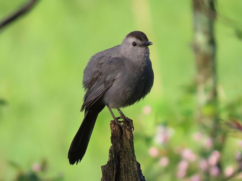 Gray Catbird - ML335723681