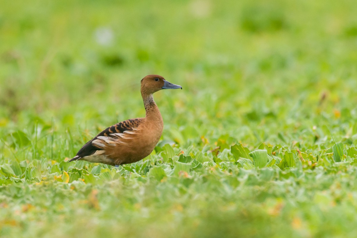 Fulvous Whistling-Duck - ML335725991