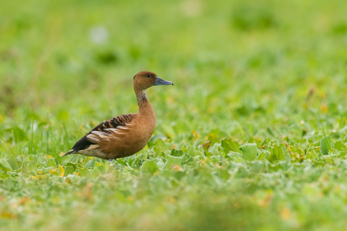 Fulvous Whistling-Duck - ML335726001