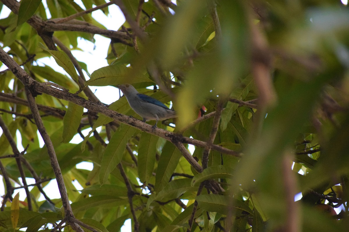 Blue-gray Tanager - ML335727041