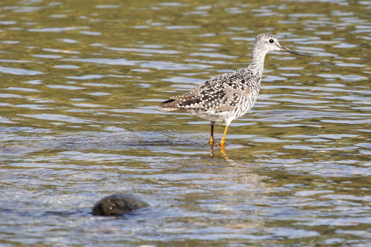 Greater Yellowlegs - ML335727311