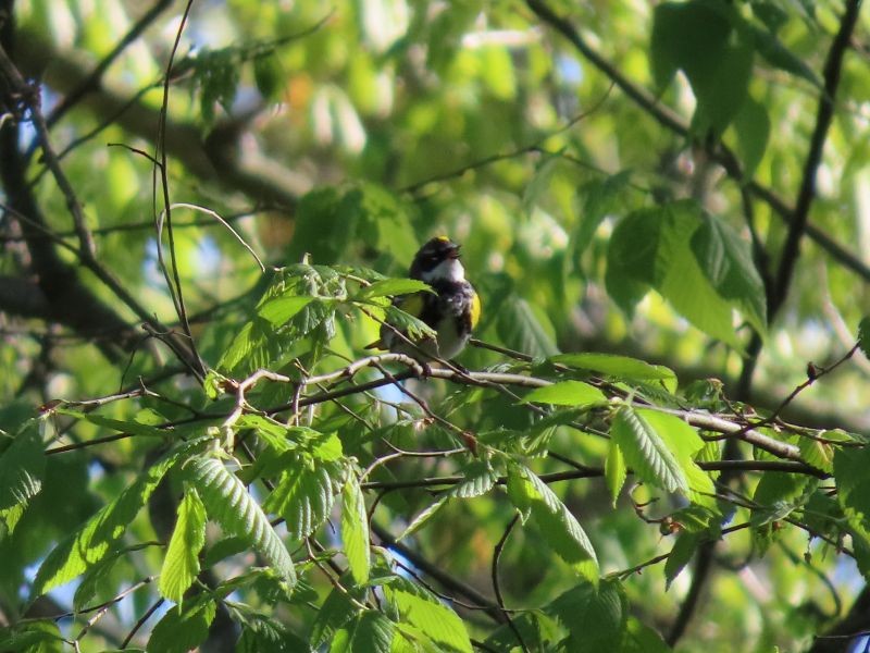 Yellow-rumped Warbler - ML335728601