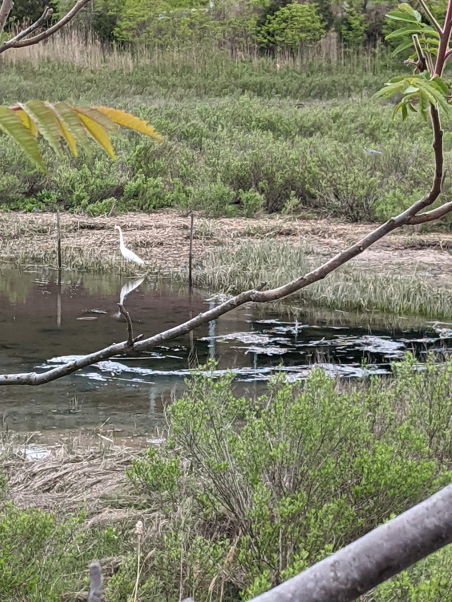 Great Egret - ML335728671