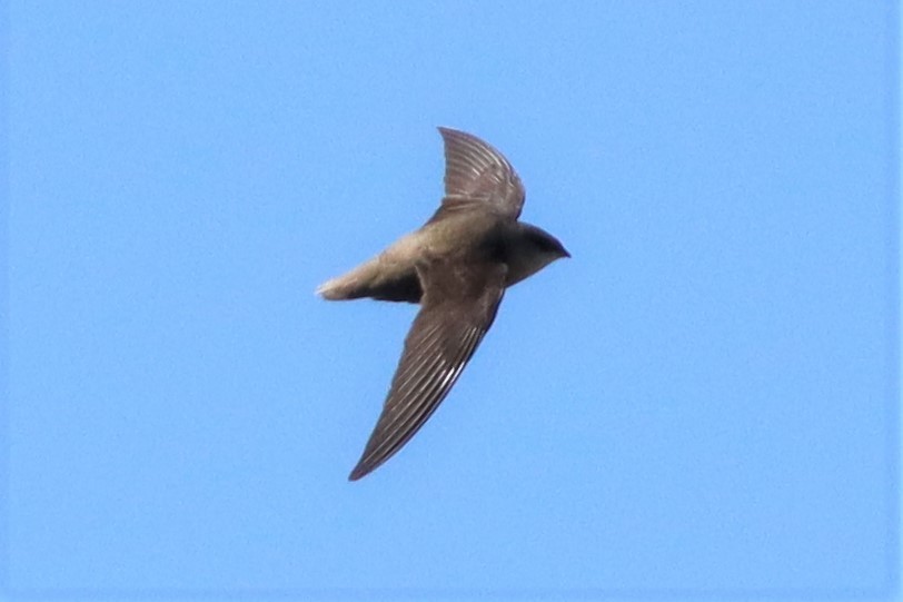 Chimney Swift - ML335729511